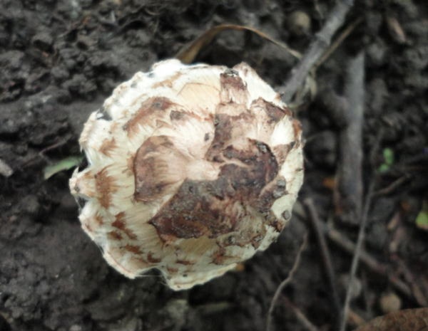 Psathyrella duchesnayensis image