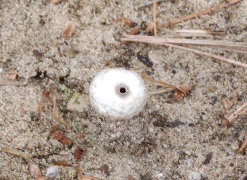 Tulostoma beccarianum image
