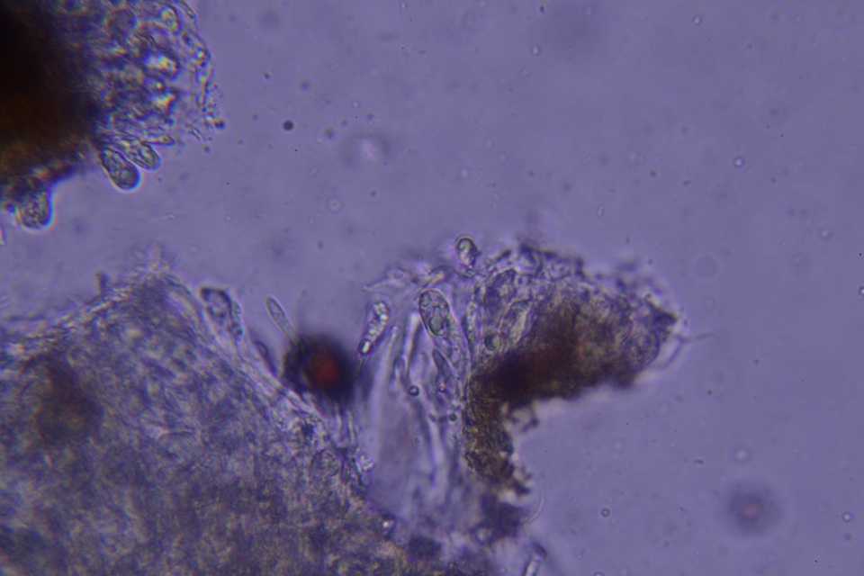 Exidiopsis galzinii image