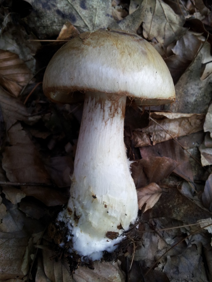 Hebeloma radicosum image