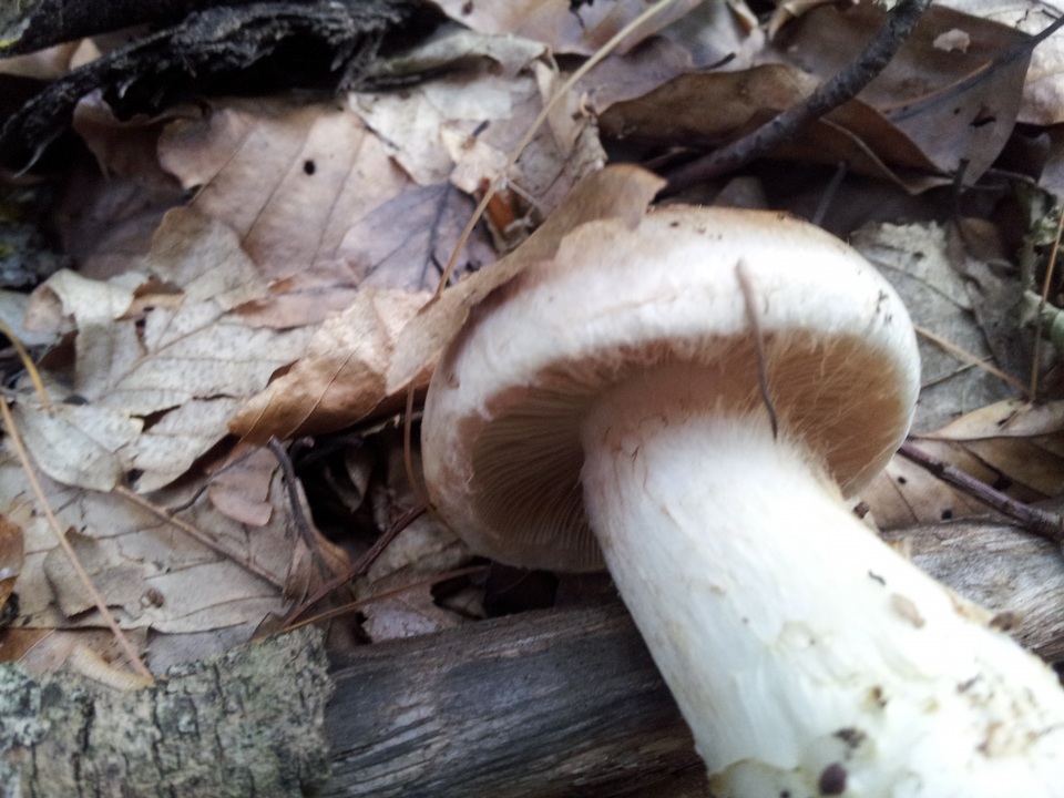 Hebeloma radicosum image