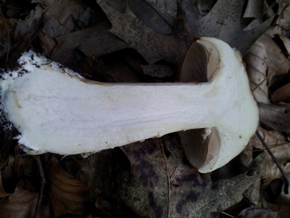 Hebeloma radicosum image