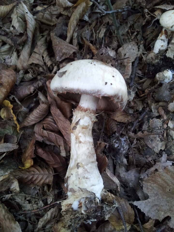 Hebeloma radicosum image