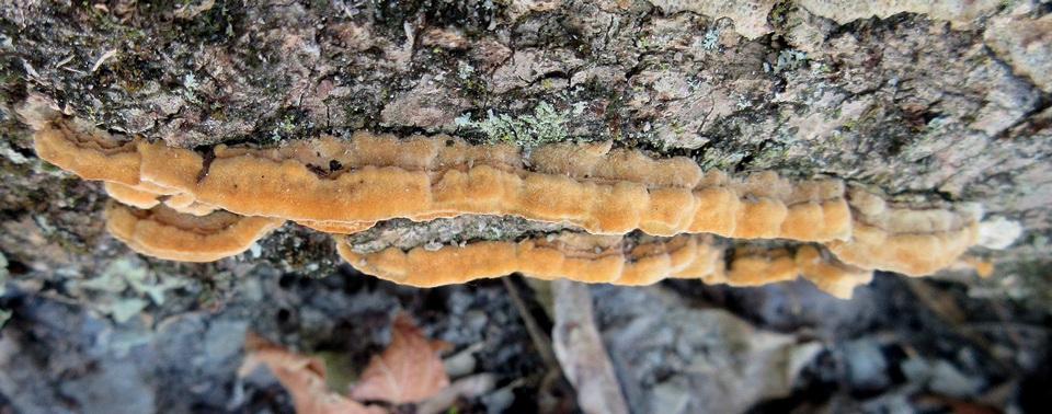 Trametes trogii image