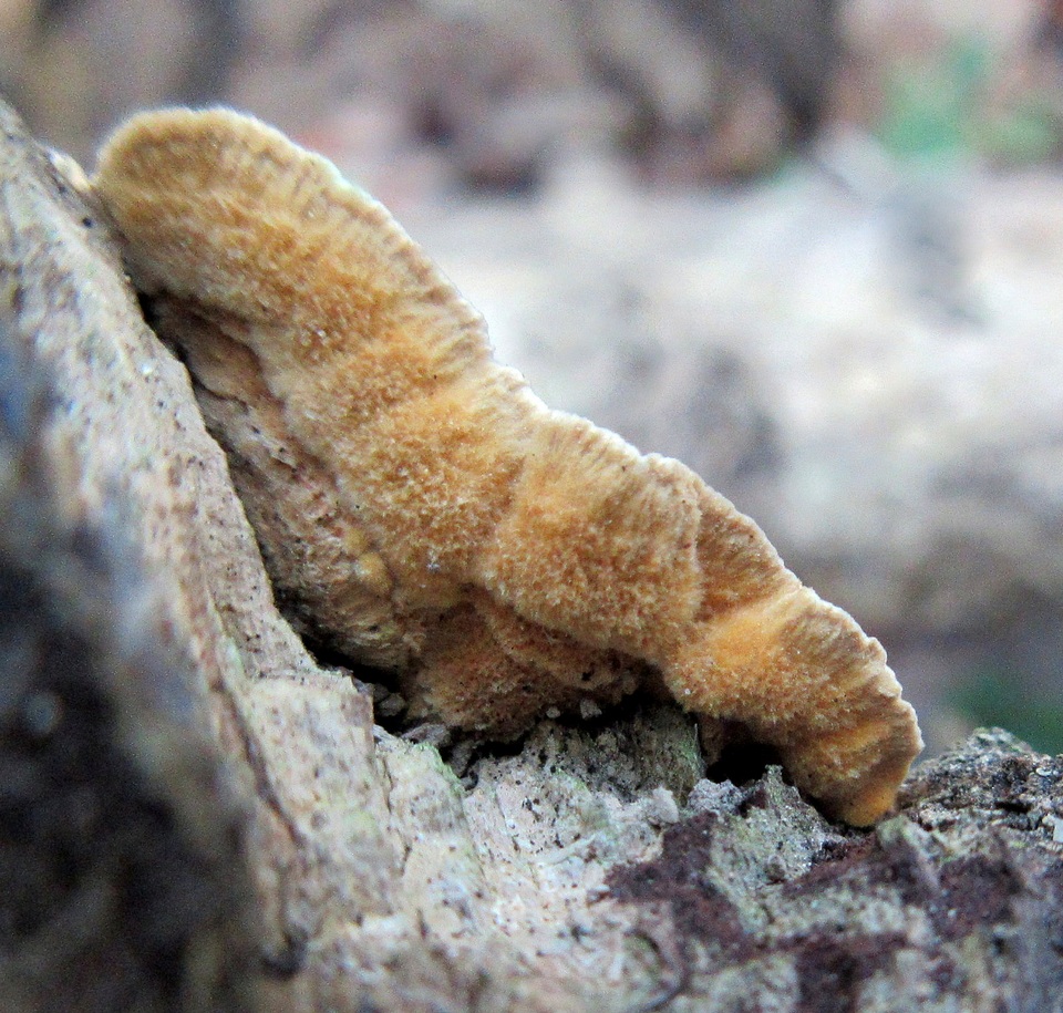 Trametes trogii image