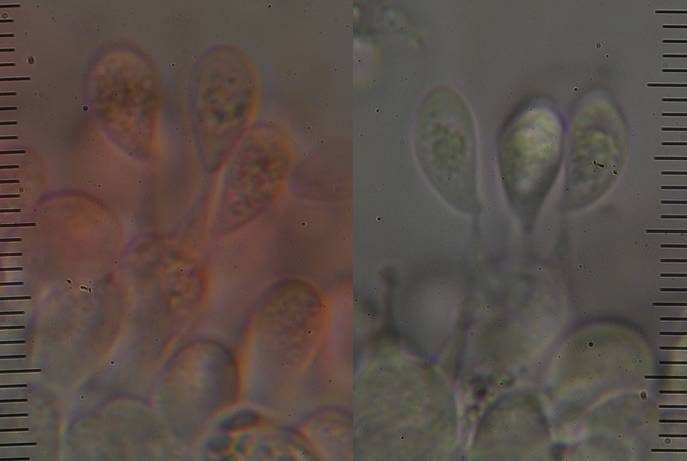 Marasmius atrocastaneus image