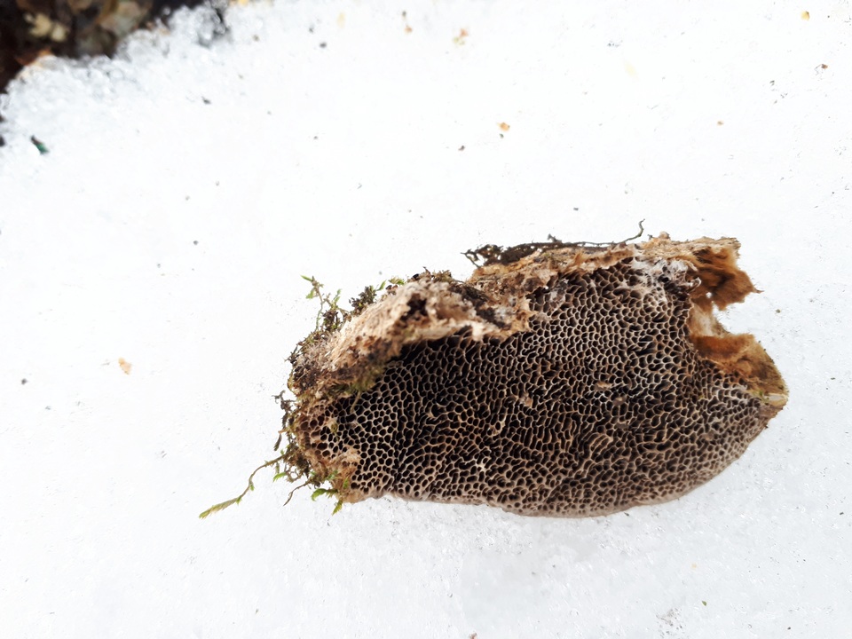 Trametes trogii image