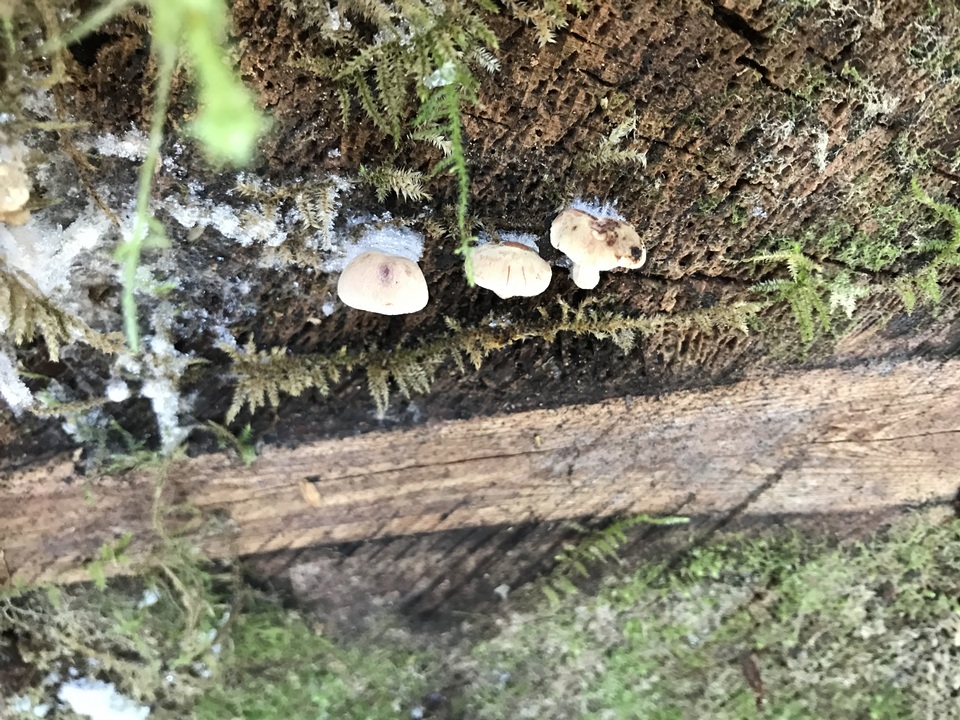 Neolentinus adhaerens image