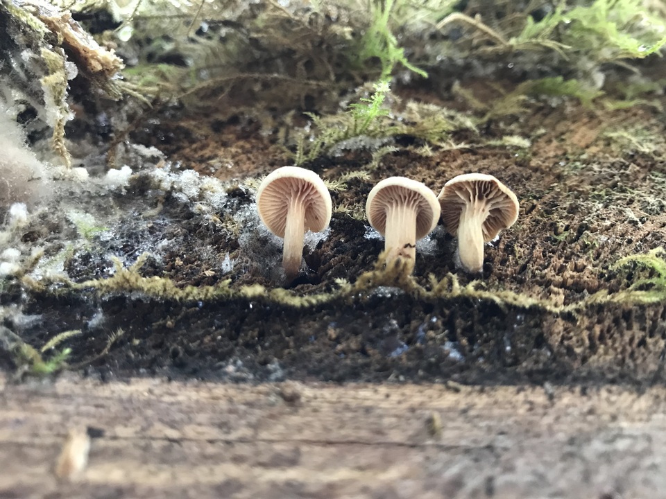 Neolentinus adhaerens image