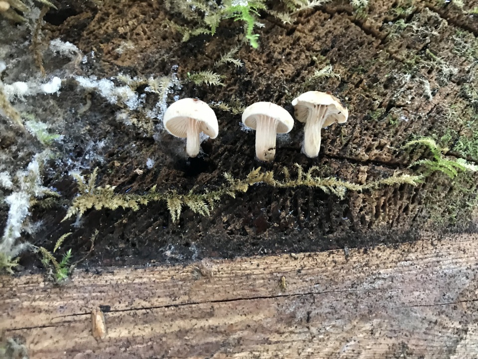 Neolentinus adhaerens image
