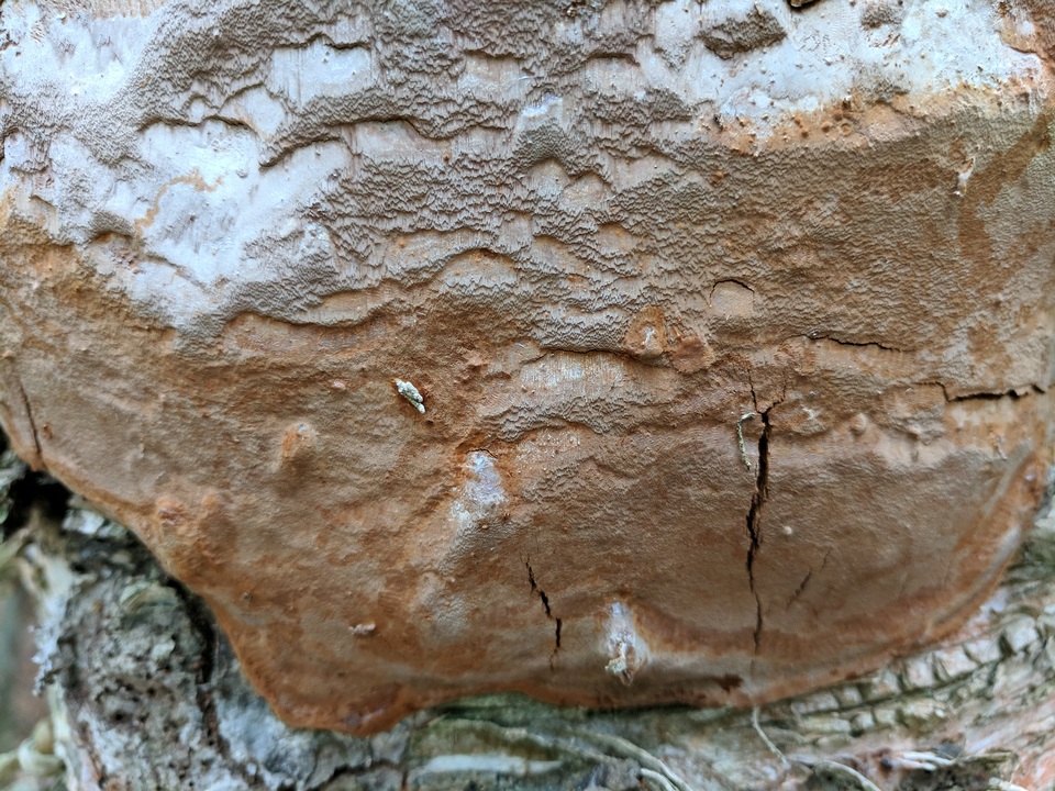 Phellinus betulinus image
