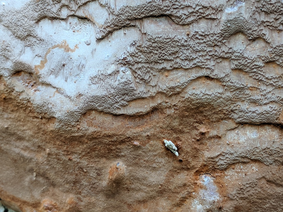 Phellinus betulinus image