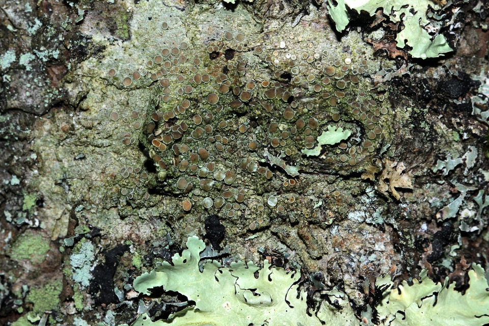 Lecanora chlarotera image