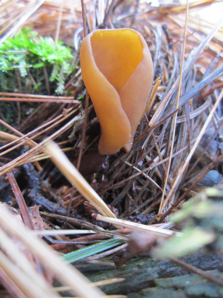 Otidea auricula image