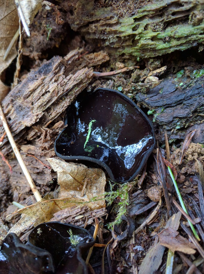 Pseudoplectania vogesiaca image