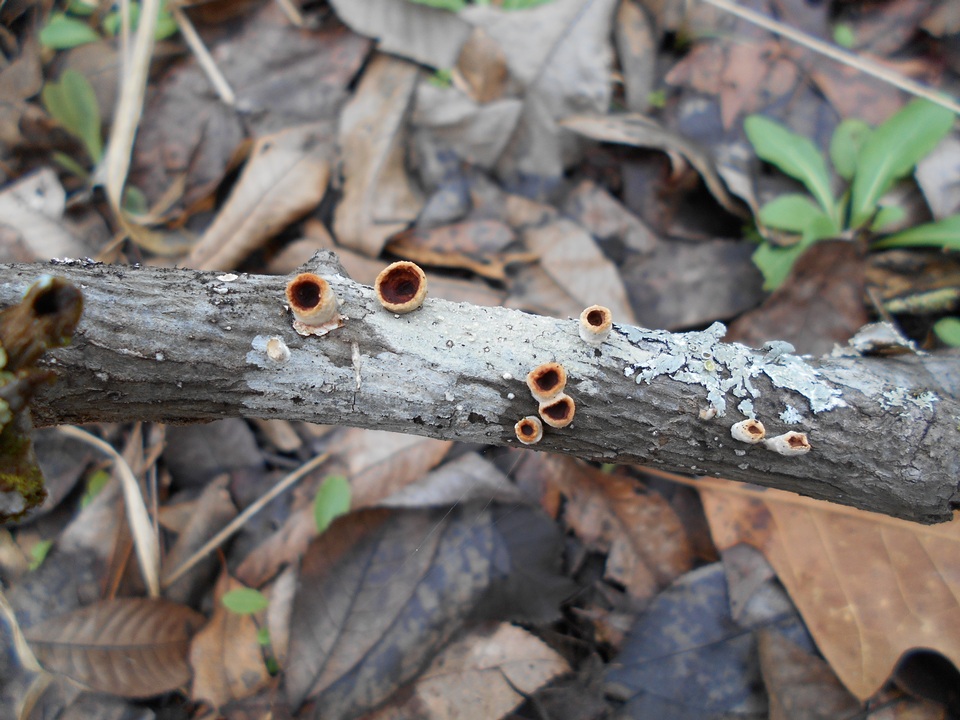 Licrostroma subgiganteum image