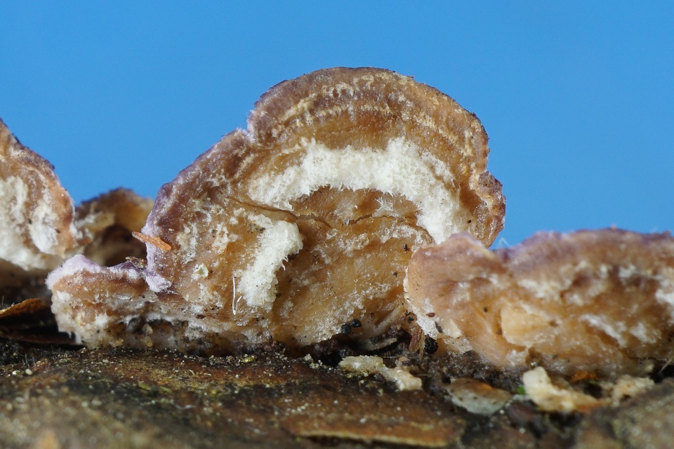 Skeletocutis lilacina image