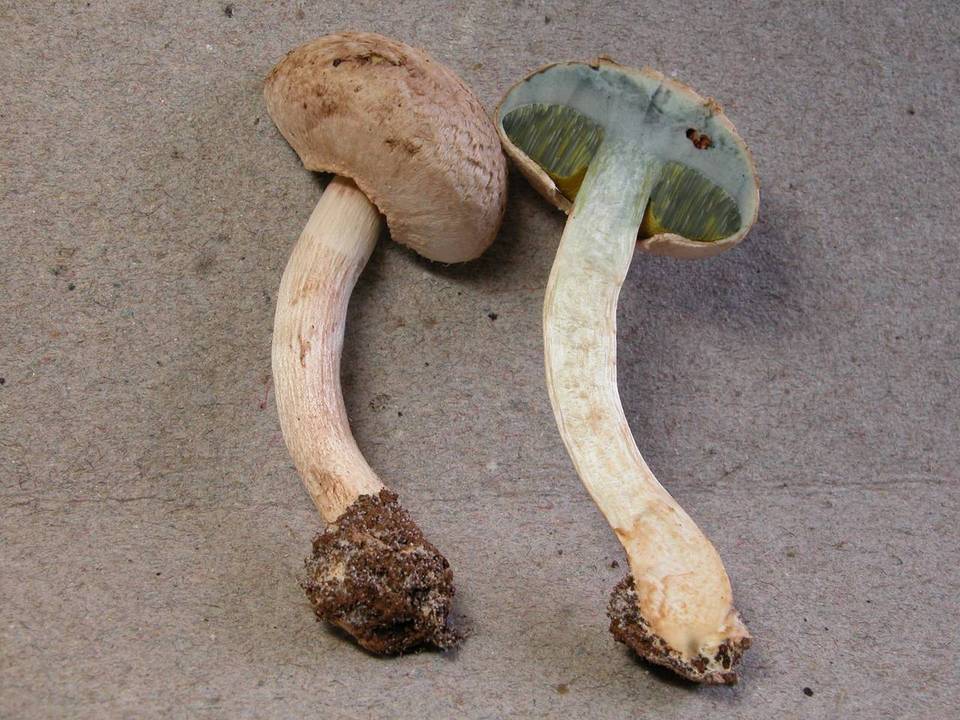Boletellus dissiliens image