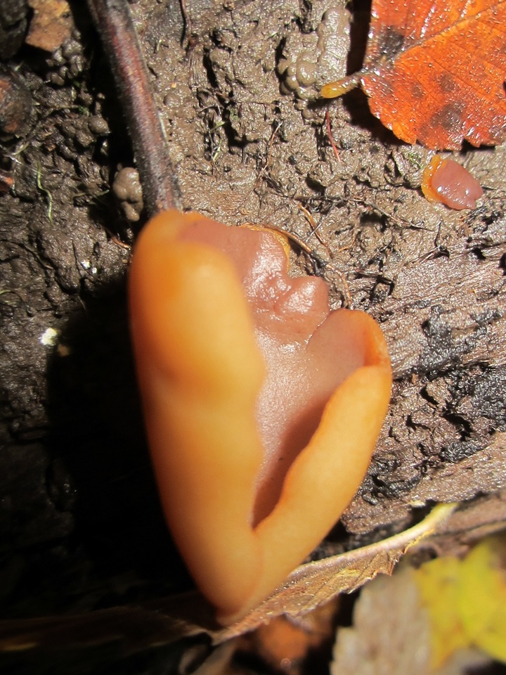 Otidea auricula image