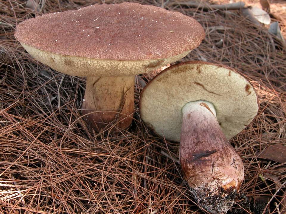 Tylopilus cyanogranulifer image