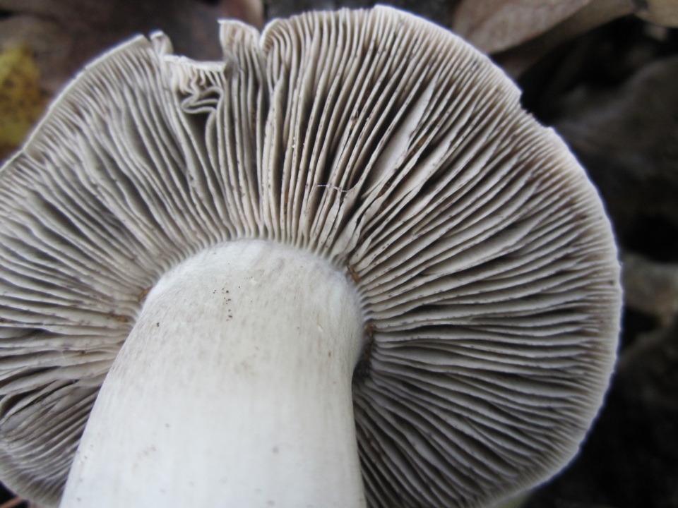 Tricholoma acris image