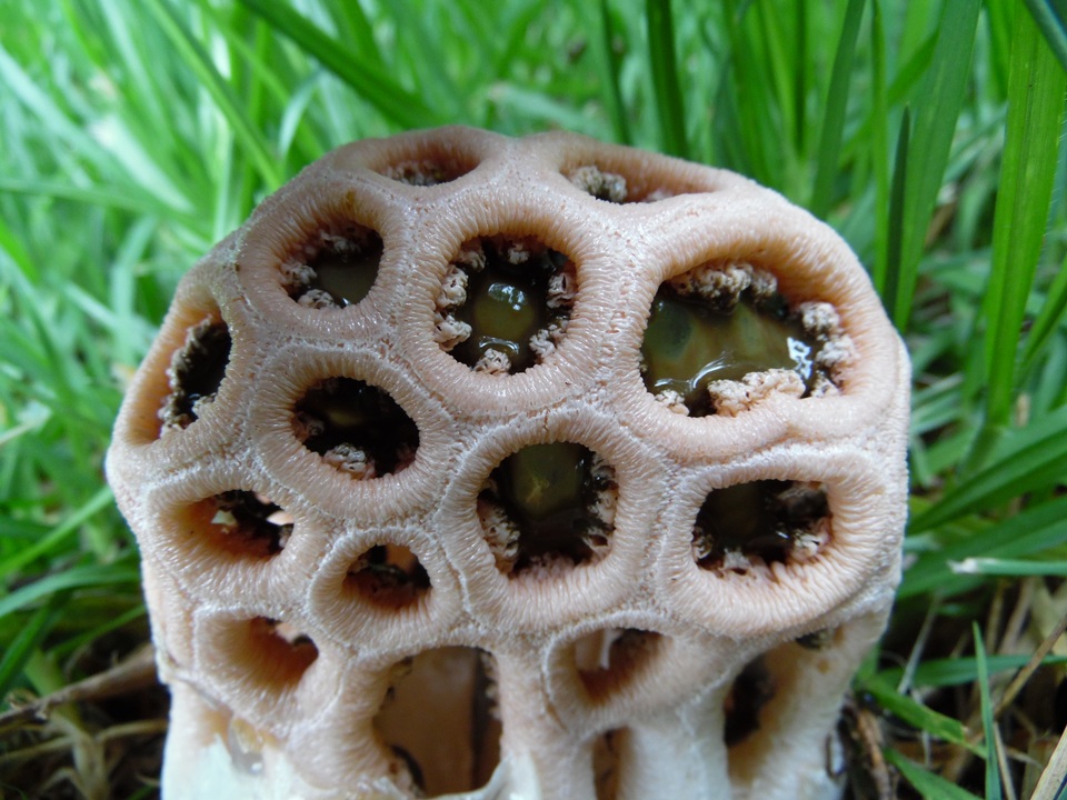 Clathrus transvaalensis image