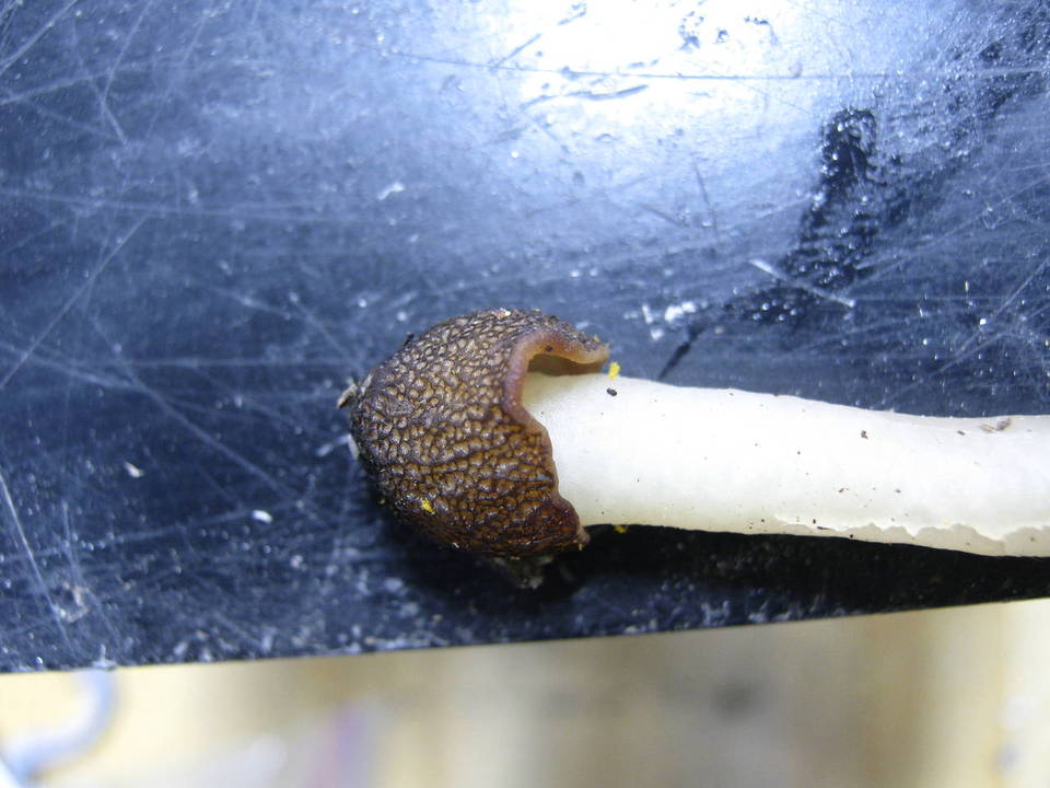 Verpa digitaliformis image