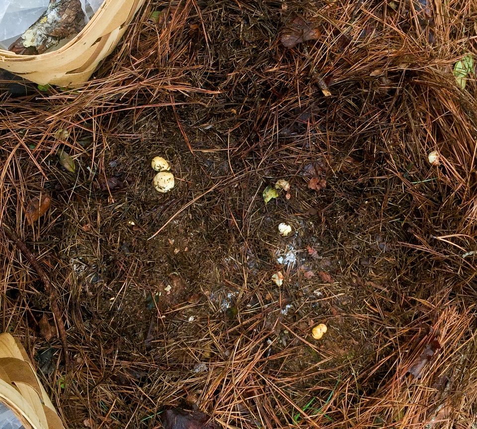 Rhizopogon subaustralis image