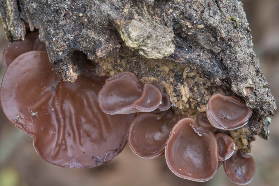 Auricularia angiospermarum image