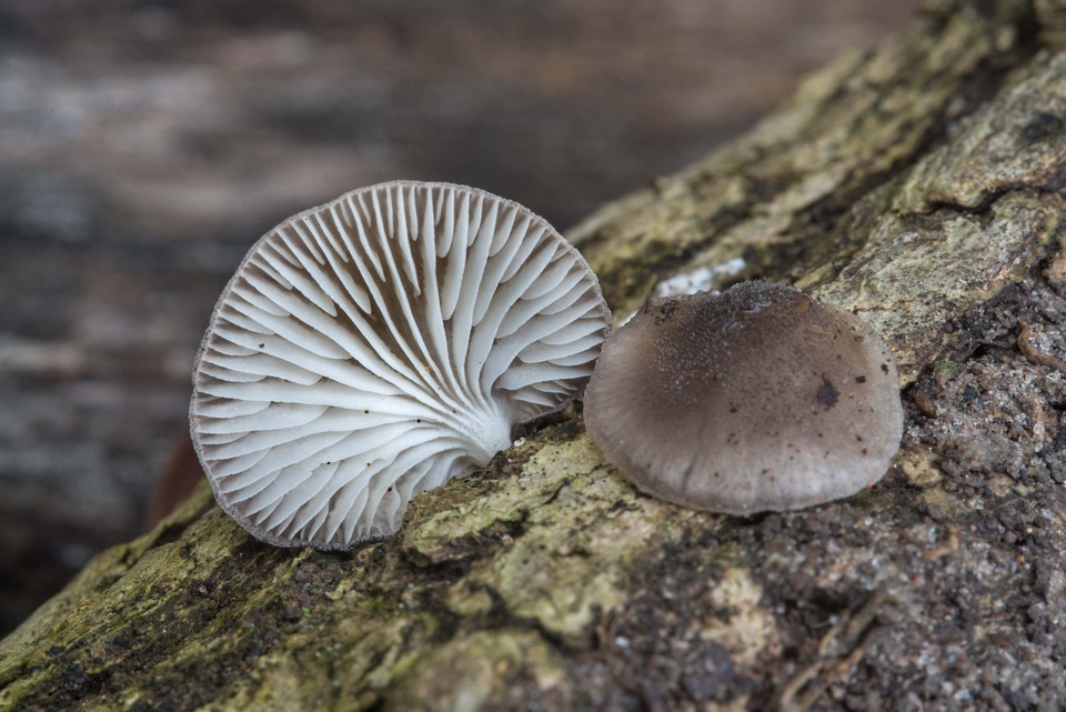Hohenbuehelia cyphelliformis image
