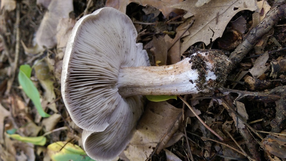Tricholoma acris image