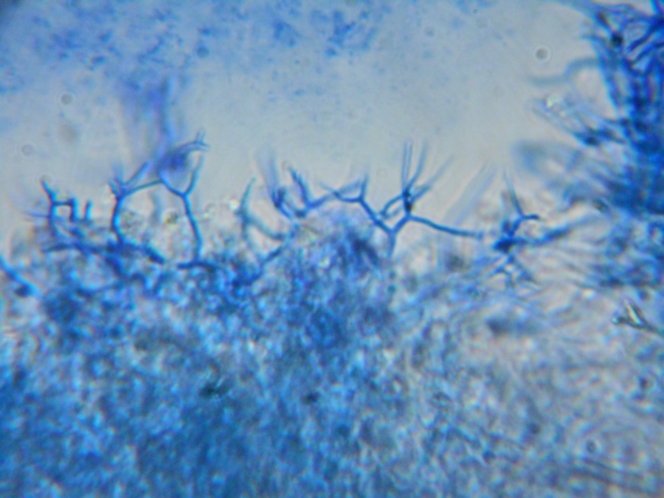 Scytinostroma portentosum image