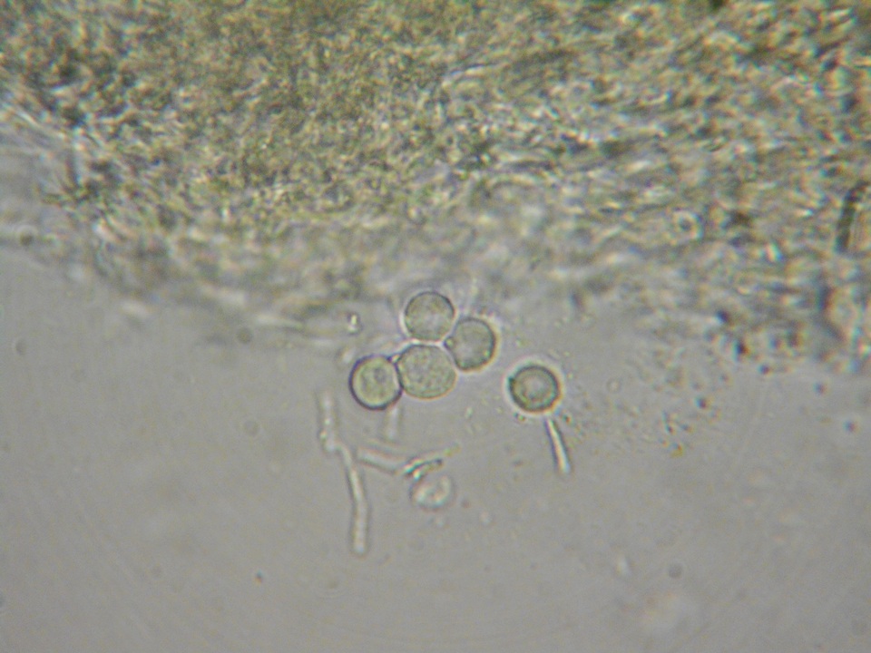 Scytinostroma portentosum image