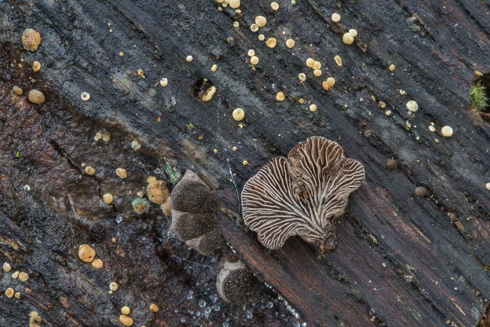Resupinatus trichotis image