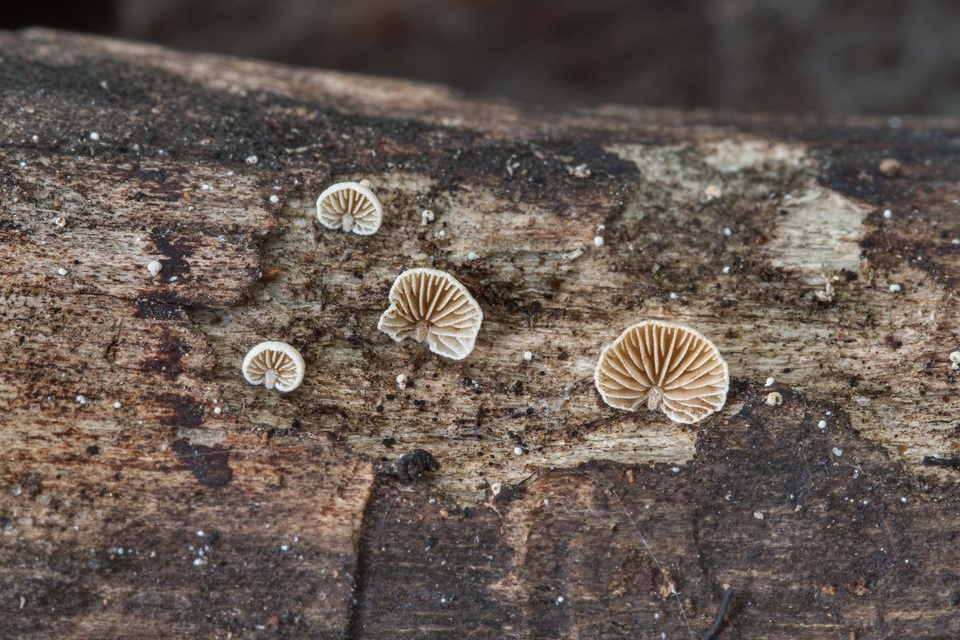 Simocybe haustellaris image