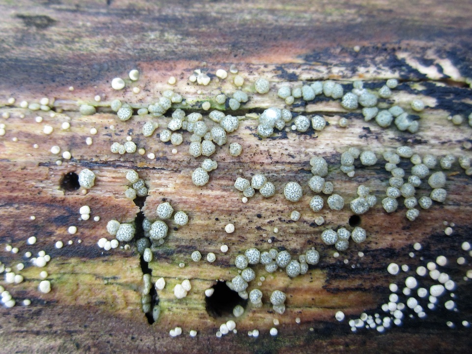 Hypocrea strictipilosa image
