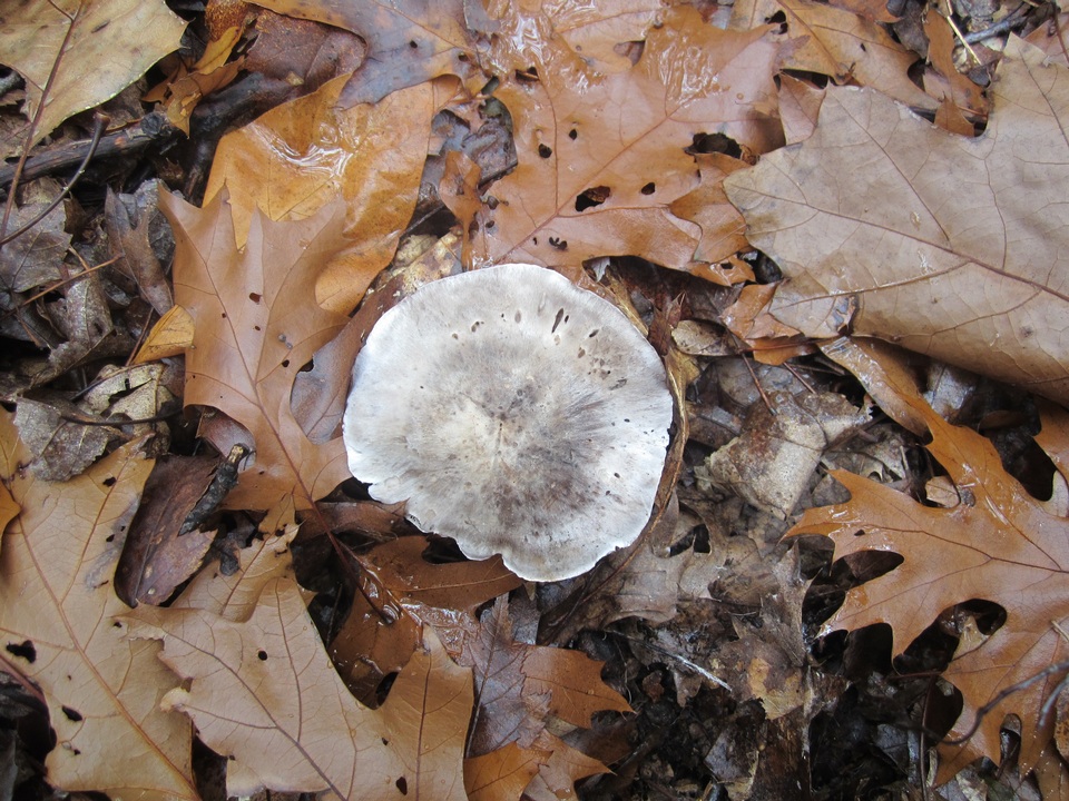 Tricholoma acris image