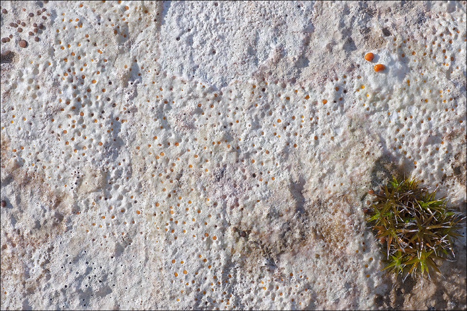 Protoblastenia incrustans image
