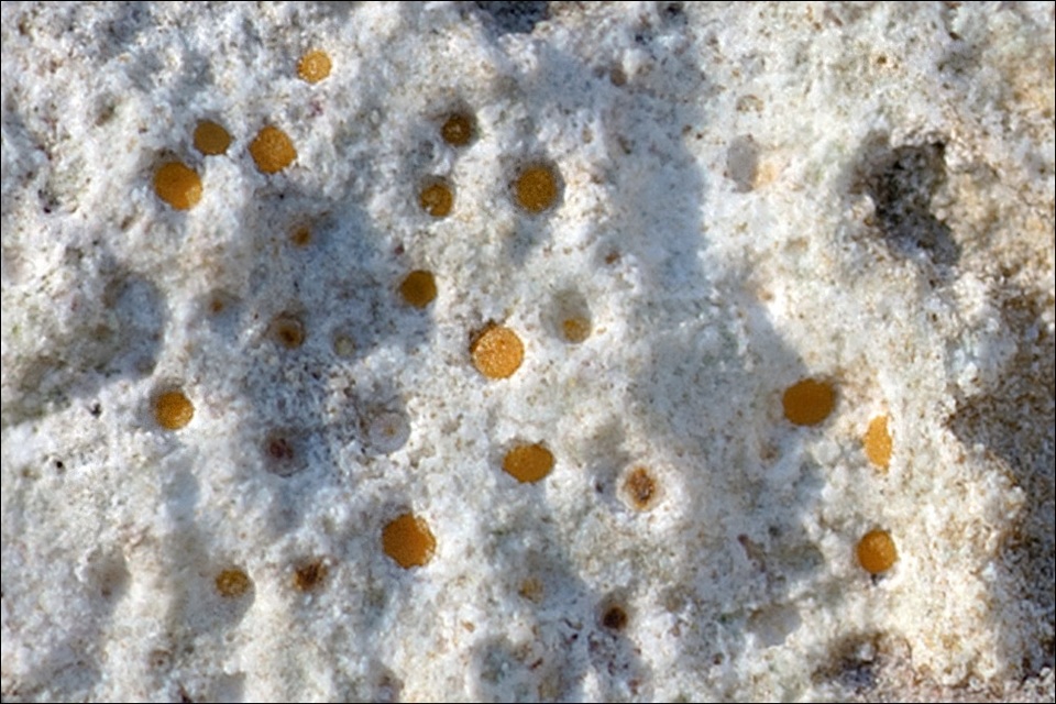 Protoblastenia incrustans image