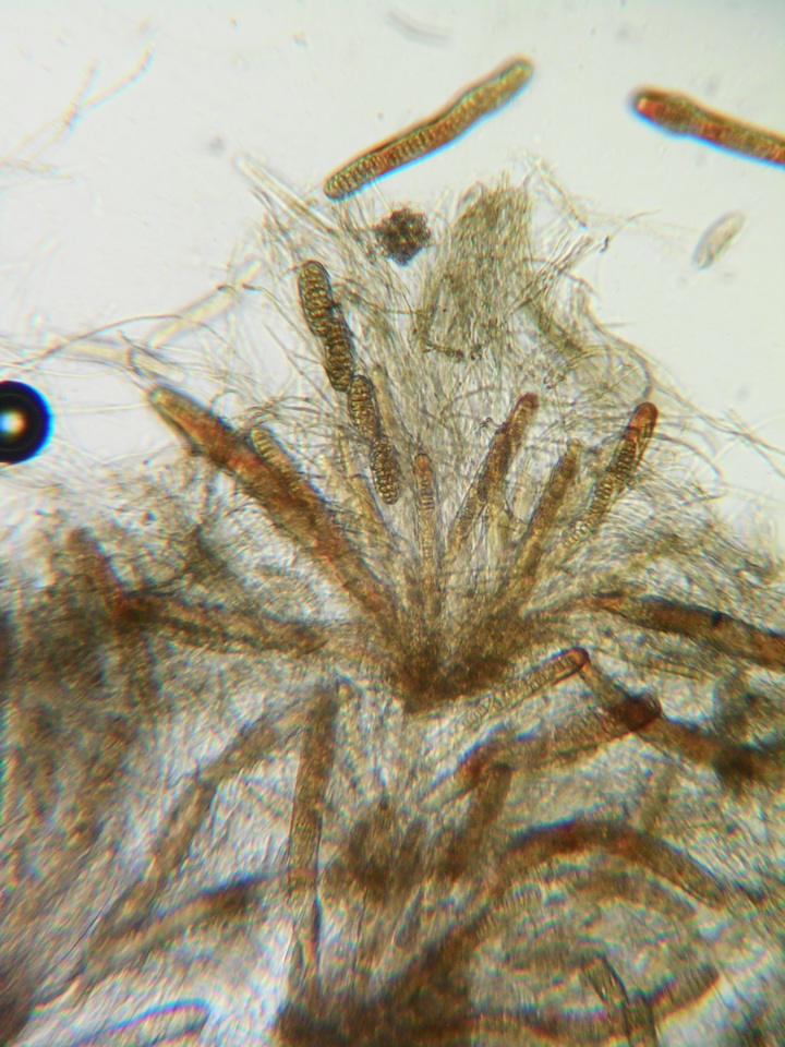 Triblidium caliciforme image