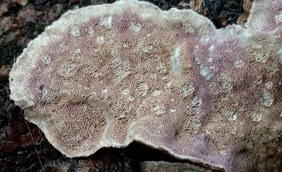 Skeletocutis lilacina image