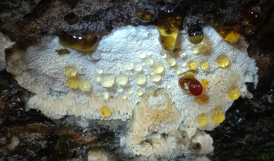 Oxyporus latemarginatus image