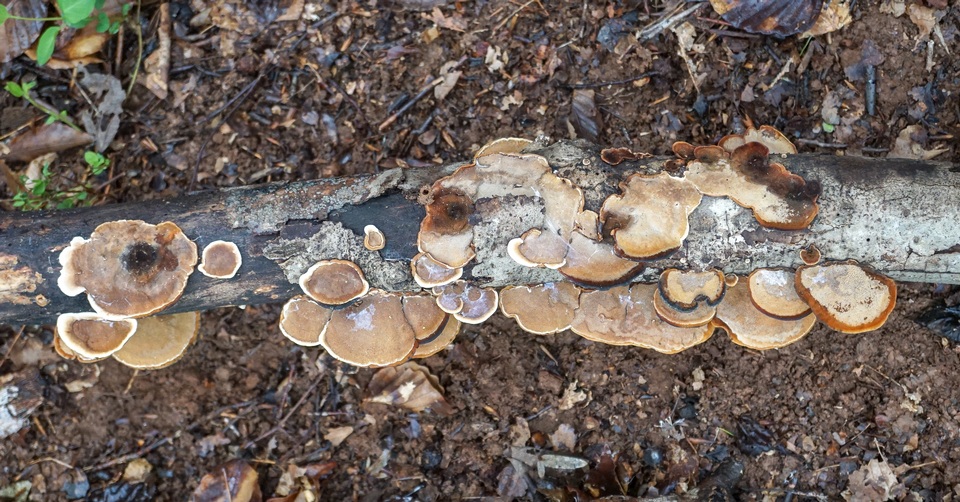Steccherinum subrawakense image