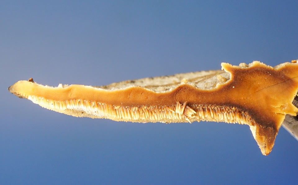 Steccherinum subrawakense image