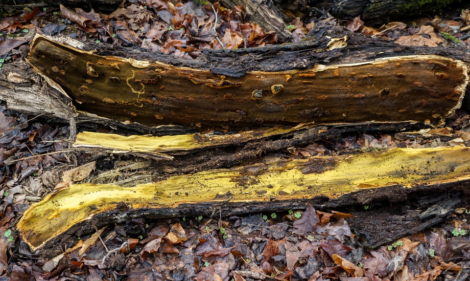 Inonotus andersonii image