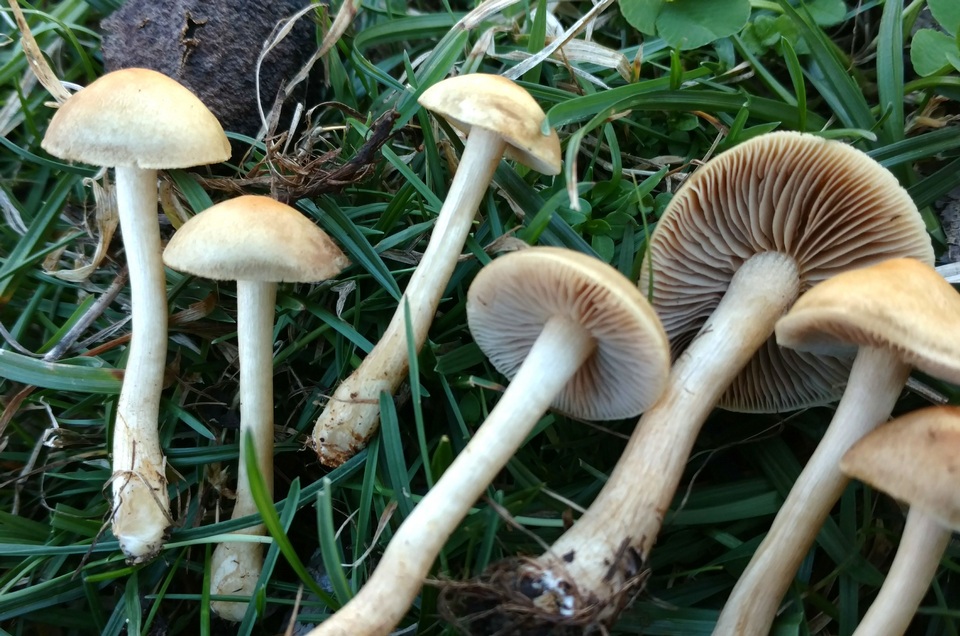 Agrocybe smithii image