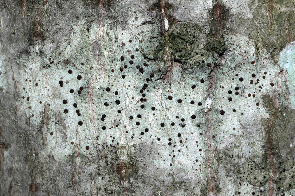 Bactrospora patellarioides image