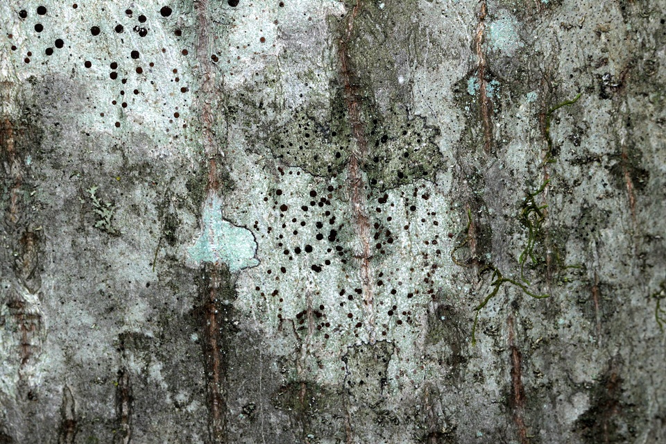 Bactrospora patellarioides image