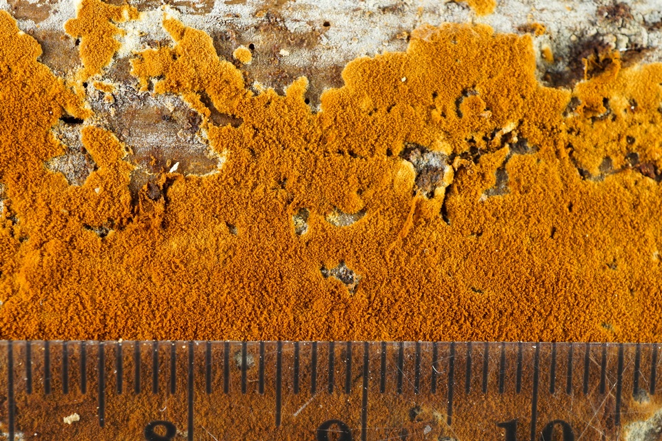 Botryobasidiaceae image
