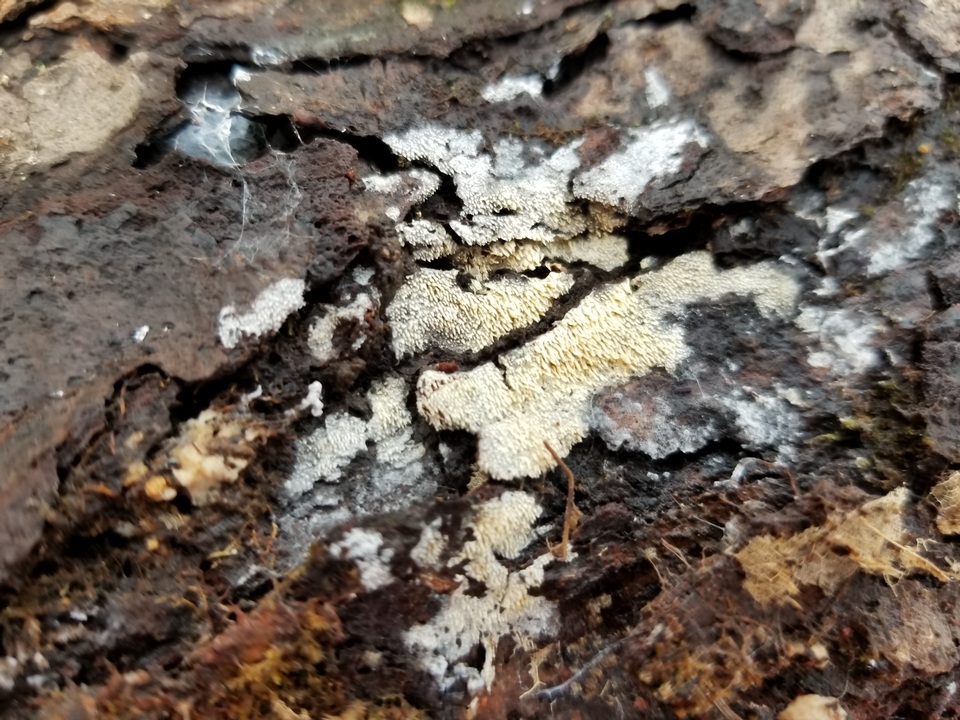 Hyphodontia arguta image